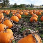 Pumpkin Patches and Fall Festivals