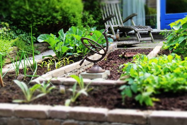 Backyard Garden - Landscaping Projects